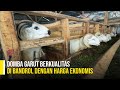 Economical But High Quality Garut Sheep This Is The Place ABIDIN FARM