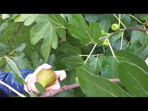 10 Jahre Feigen im eigenen Garten und auf Balkon und Terrasse 👨‍🌾