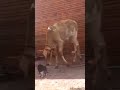 Cat Vs Cow