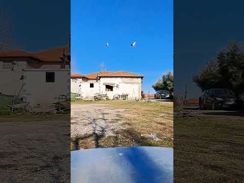 ΠΩΛΟΥΝΤΑΙ ΠΕΡΙΣΤΕΡΙΑ-thumb-1