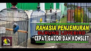 Download lagu RAWATAN KONSLET : Inilah RAHASIA Penjemuran Agar Burung Lovebird Cepat GACOR dan KONSLET mp3