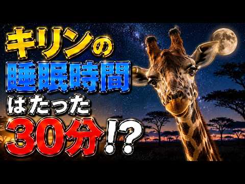 動物の睡眠時間｜キリンがたった30分で生きられる理由を科学で解き明かす