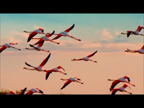 Live Like Horses Luciano Pavarotti & Elton John-HD