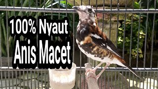 Download lagu Suara Anis Macan Di Alam Liar Suara Merdu Ngerol Keras mp3