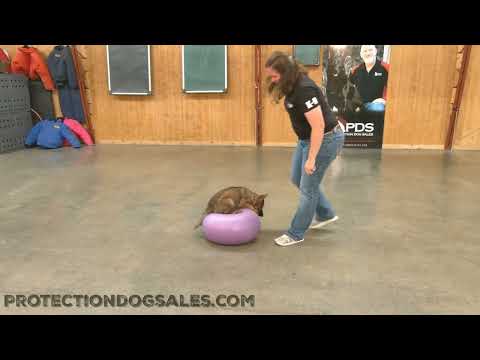 Super GSD "Chena" Showing Off At 11 Weeks Old
