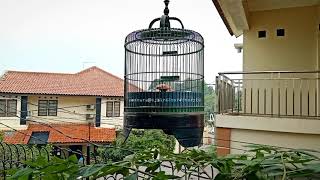 Download lagu Sanma Lark | Burung Sanma Lark | Sanma Gacor mp3