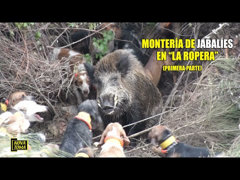 HUNTING IN THE ROPERA PART 1