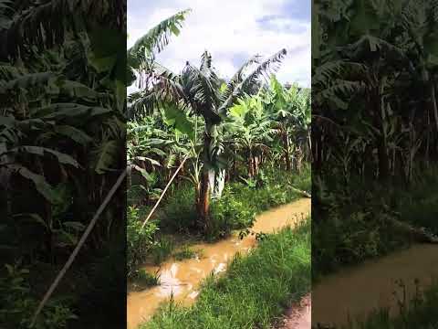 plantio de banana em Guaramirim Santa Catarina