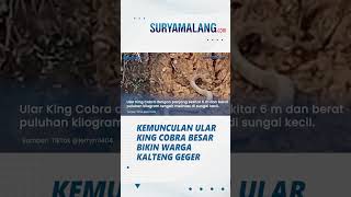 BIKIN HEBOH, Viral Video Ular King Kobra di Pemukiman, Nyaris Telan Korban Warga yang Mau Mandi