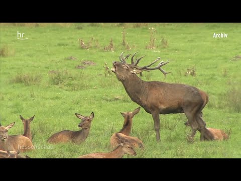 Hirsche sorgen für Streit in Bad Zwesten | hessenschau