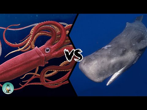 GIANT SQUID VS SPERM WHALE - Who would win this fight from the depths of the oceans?