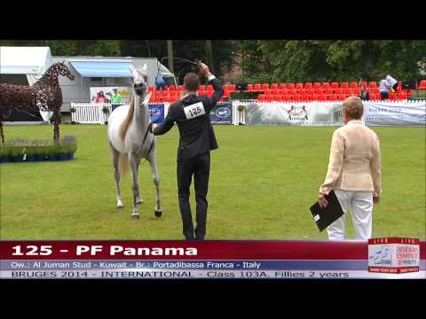 Bruges - International Show - Class 103a