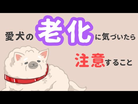 犬の老化に伴う10の症状