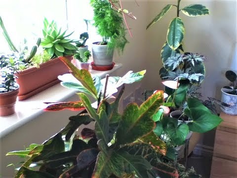 Houseplant Tour/Aug.2018/ part1 Bedroom