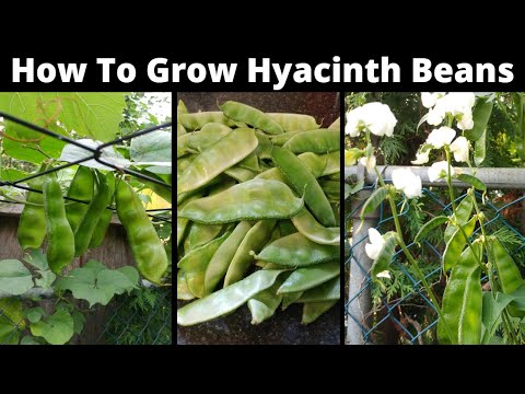 How To Grow Hyacinth Bean In Your Backyard Garden l High Yield Beans l Canada