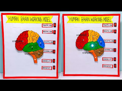 brain working model 3d science project for exhibition in simple and easy diy parts craftpiller