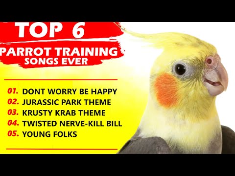 PARROT TRAINING SONGS EVER-Whistle Training-Teach Your Bird-Cockatiel Singing-Budgie