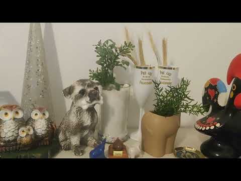 Sonia Santos's Predictions for JB/ 10/17/25. Tips and Suggestions for the Animal Game. Friday