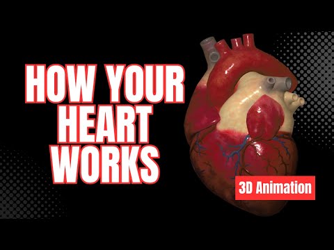 How Your Heart Works - 3D Animation