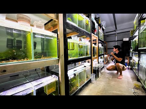 The Ultimate Shrimp Room Tour – High-Grade Shrimp & Pro Tips!