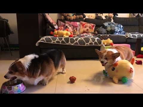 ｛寵愛寶貝｝家裡兩隻柯基整天吵架，但是絕不動手！ (｛寵愛寶貝｝家裏兩隻柯基整天吵架，但是絕不動手！)