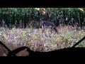 Wisconsin Bow Hunting: Rage in the cage! 