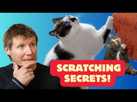 STOP Cats Scratching Furniture! A Cat Behaviourist's Guide to Scratching.