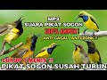 MP3 SUARA PIKAT SOGON PALING AMPUH PIKAT SOGON SUSAH TURUN