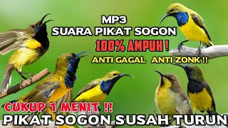 Download lagu MP3 SUARA PIKAT SOGON PALING AMPUH || PIKAT SOGON SUSAH TURUN mp3