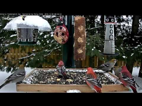 Leucistic Male Pine Grosbeak in Ontario – Dec. 9, 2016