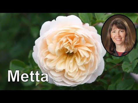 Loving Kindness Meditation 15 Minutes Metta Bhavana