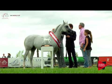 3rd PLACE N.32 EKS SHAKIRA - Chantilly 2017 World Cup - Mares Championship (Class 13)