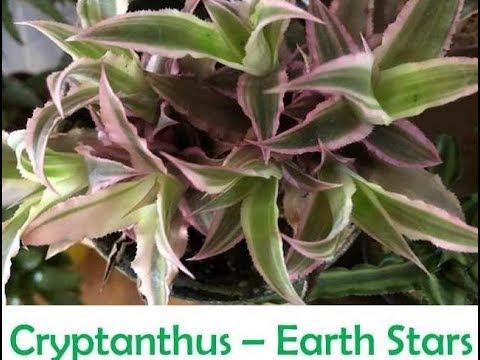 Cryptanthus Bromeliads - A Beautiful Obsession
