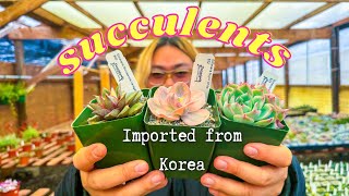 Storm Chasing & Plant Shopping | Really Cool Sansevieria and Succulents!