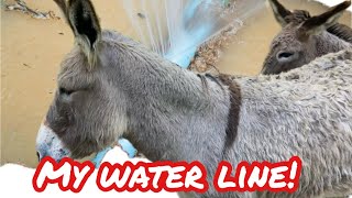 Donkeys Destroy My Water Line