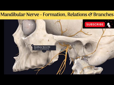 Mandibular Nerve | Formation | Course | Relations | Branches #Anatomy #mbbs #education