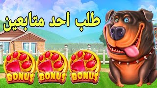 THE DOG HOUSE MEGAWAYS BIG WIN 🐶😱 طلب احد متابعين Video Video