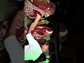 Tu Banja Balam Sapera Dance Bhabhi Ji Wedding Youtubeshorts Ytshorts