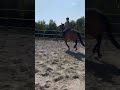 Nikita de Molion, Jument, 3 ans, Bai; SF, toise 1. 70
