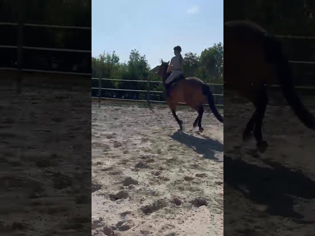 Nikita de Molion, Jument, 3 ans, Bai; SF, toise 1. 70