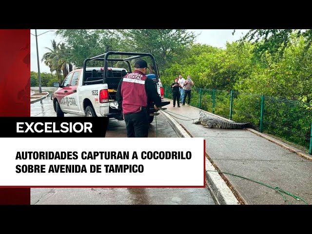 Cocodrilo de dos metros captura y mata a un hombre en Villahermosa, Tabasco