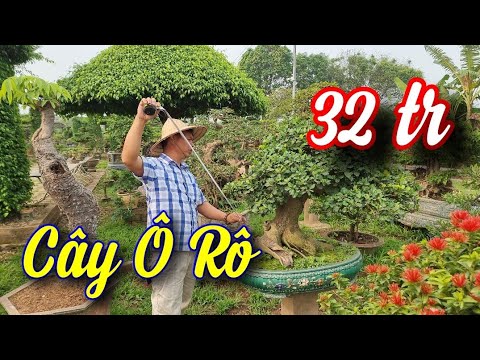 SH.7125. Chơi cây Ô Rô cho phong phú các bác. LH 03.999.03.128