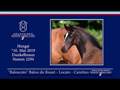 Holsteiner Elite-Fohlenauktion 2019 - Nr. 01 Baloucato v. Balou du Rouet-Locato