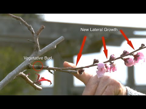 Peach Trees’ Unique Structure:  How They Grow,  Bloom, and Fruit