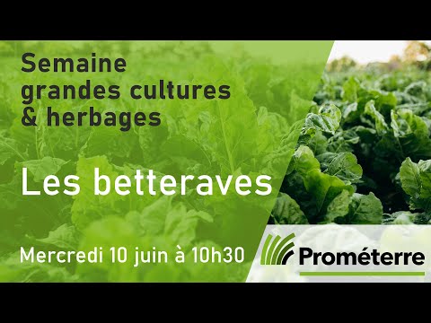 , title : 'Les betteraves (La Semaine grande cultures & herbages 2020 de Prométerre)'