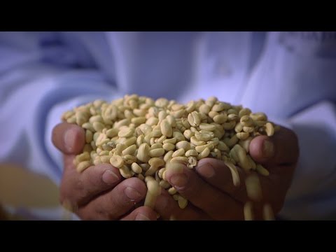 Coffee, cocoa and fair trade in Peru