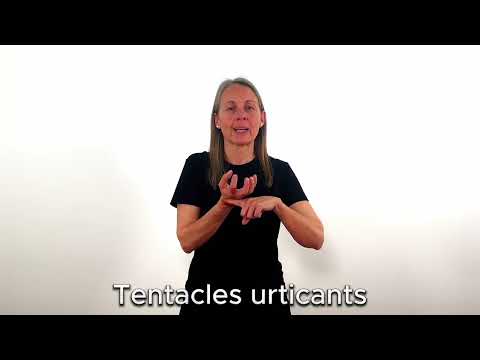 Tentacles urticants - LSC