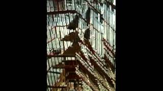 Download lagu CENDET ISIAN KUNTILANAK mp3 Download lagu CENDET ISIAN KUNTILANAK mp3