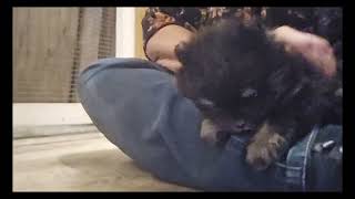 10232025 B&T Male (Luna x Picasso)