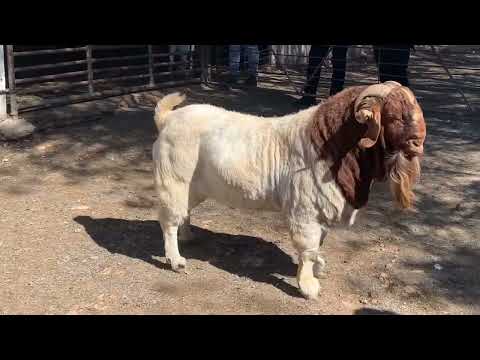 Lukas burger boer goats #shorts #boergoat